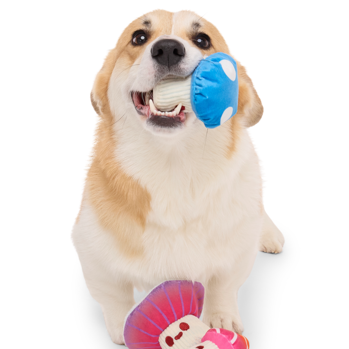 Alice's Magic Mushrooms