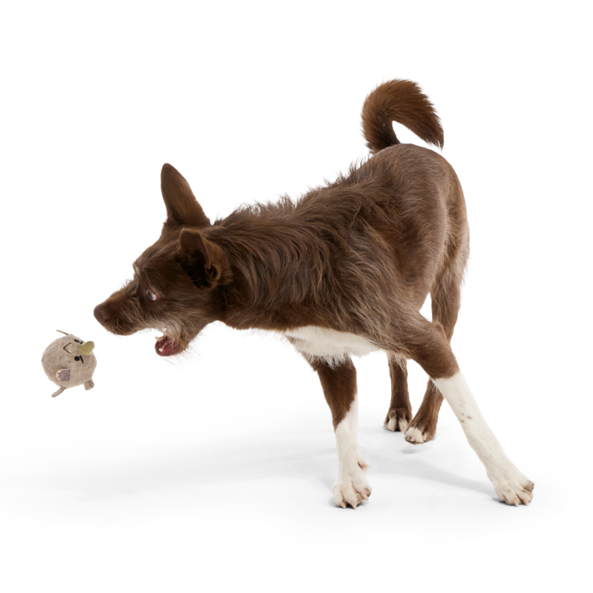 Ryan Ocerus Super Chewer Durable 2-in-1 + Fetch Dog Toy