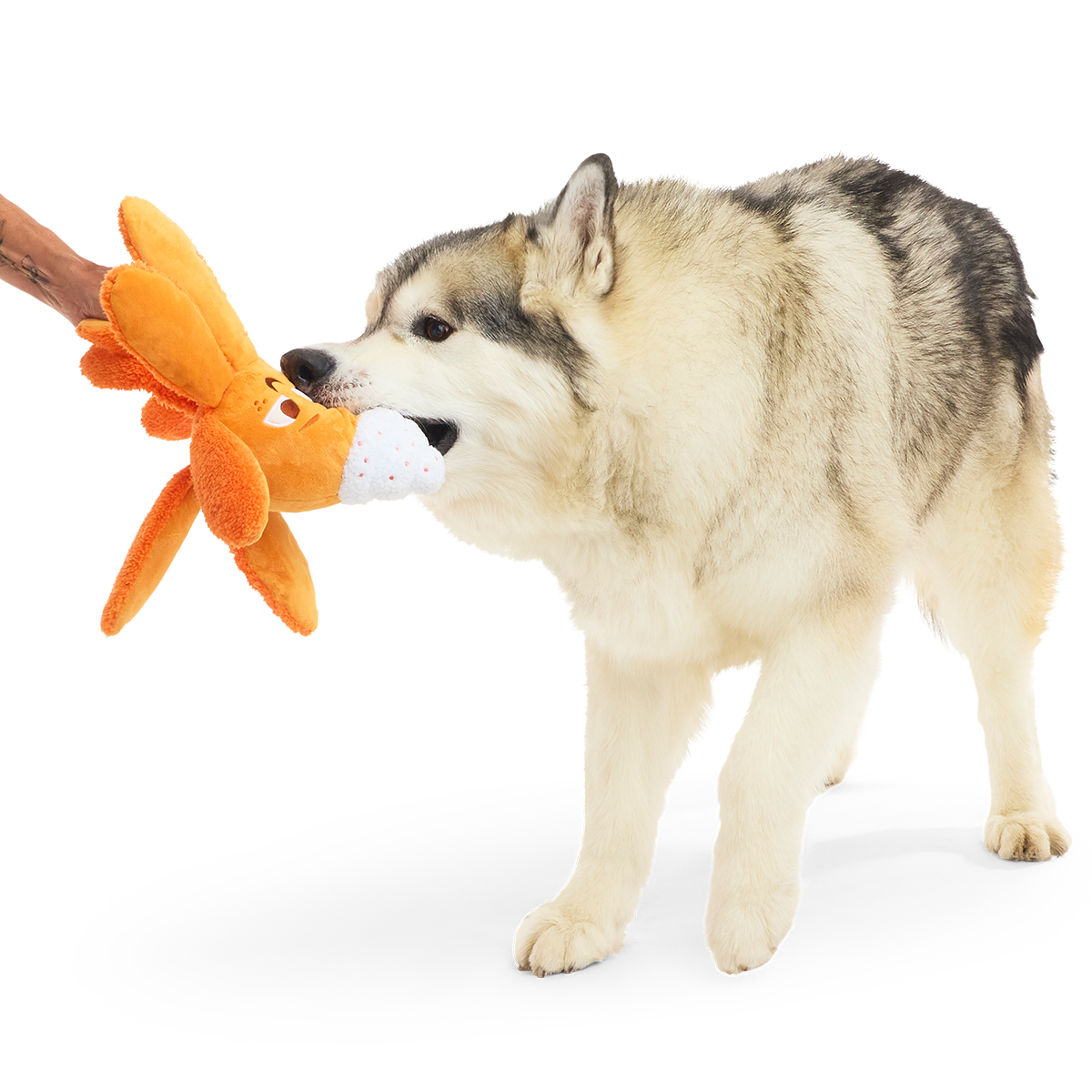 Pumpkin Spice Ollie Plush Tug Dog Toy