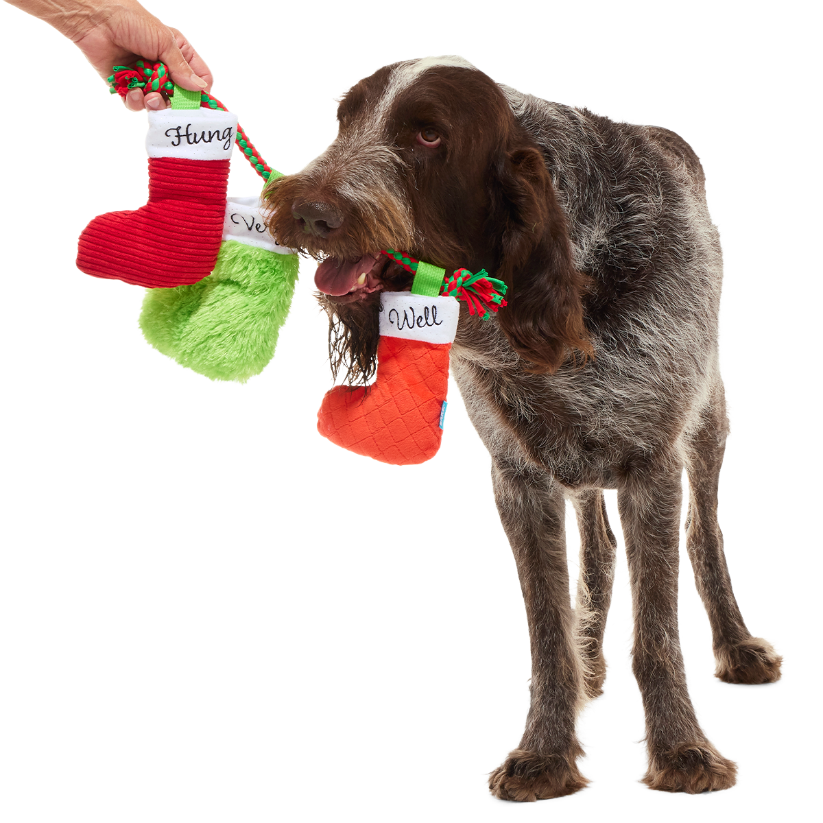 Well Hung Stockings Plush Extra-Large + Tug + Enrichment Dog Toy