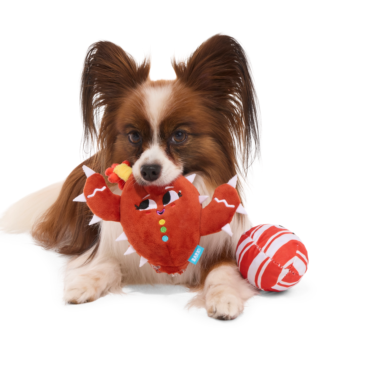 ATB_217959_CONSUELA-THE-COOKIE-CACTUS-S_MAJOR-GATOR_1370_cropped#Size_S