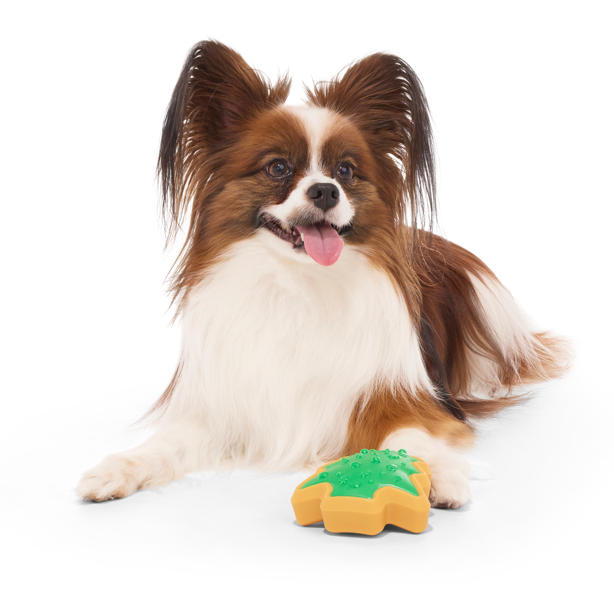 small dog illustration