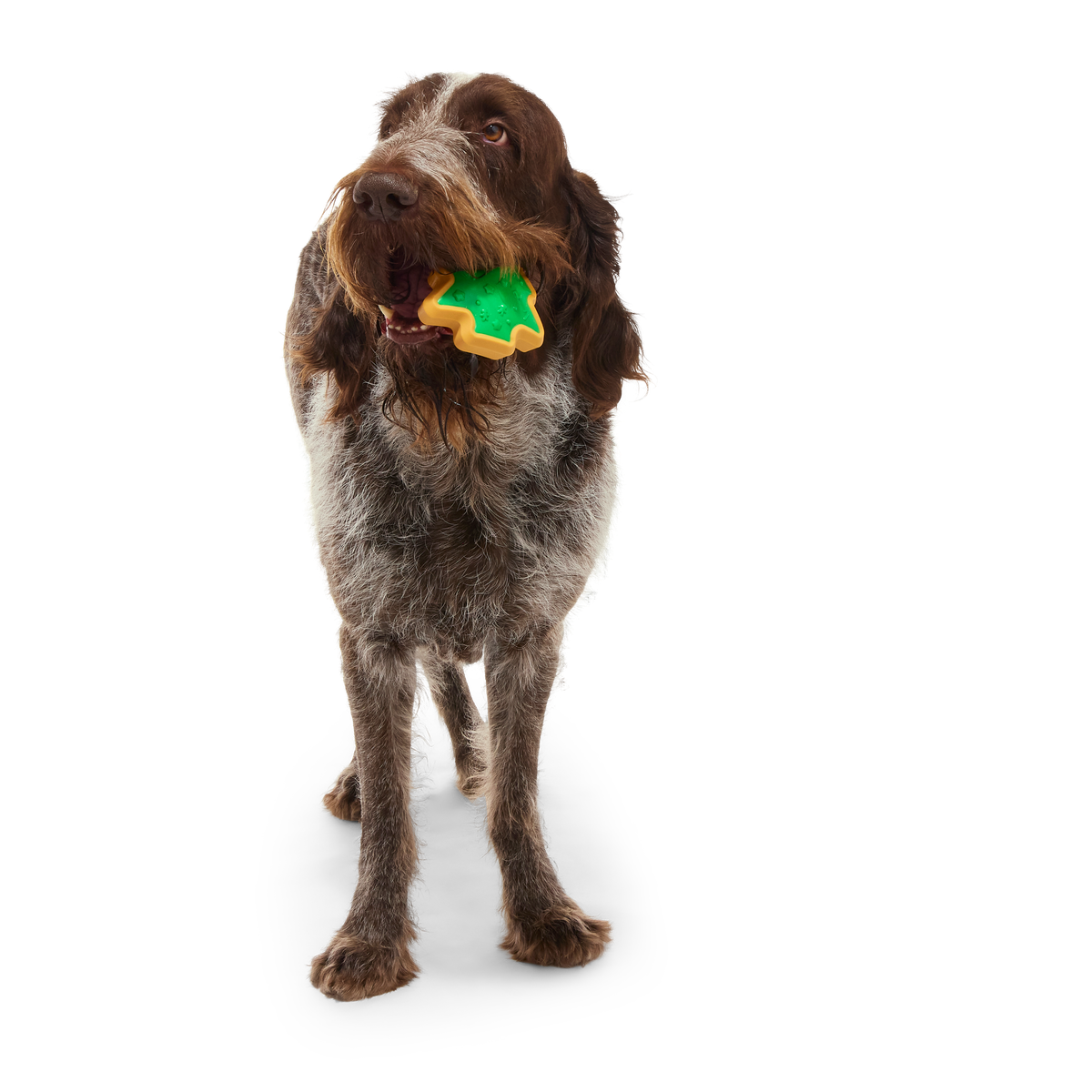 ATB_217990_HARD-BAKED-SUGRRRR-COOKIE-L_BUGATTI_39914_cropped#Size_L