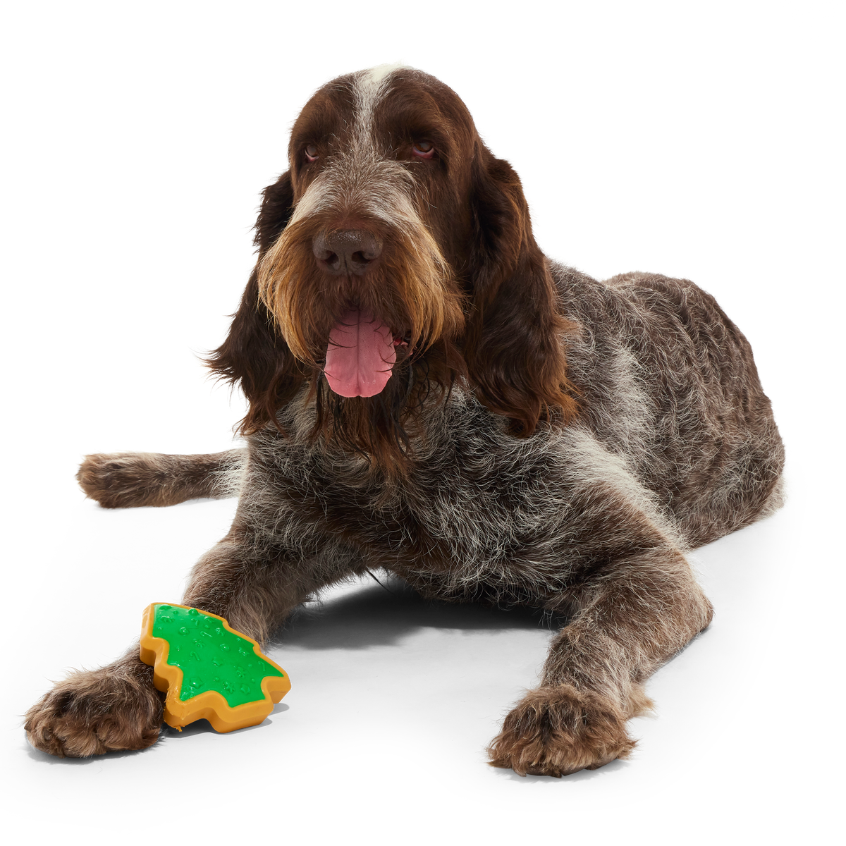 ATB_217990_HARD-BAKED-SUGRRRR-COOKIE-L_BUGATTI_39939_cropped#Size_L