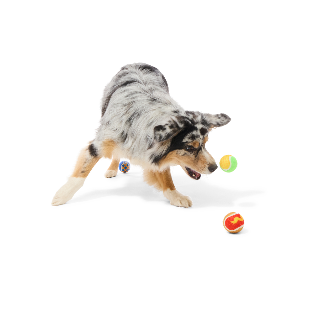 Tennis Ball Club, 3 Squeaky Monthly Tennis Ball Dog Toys