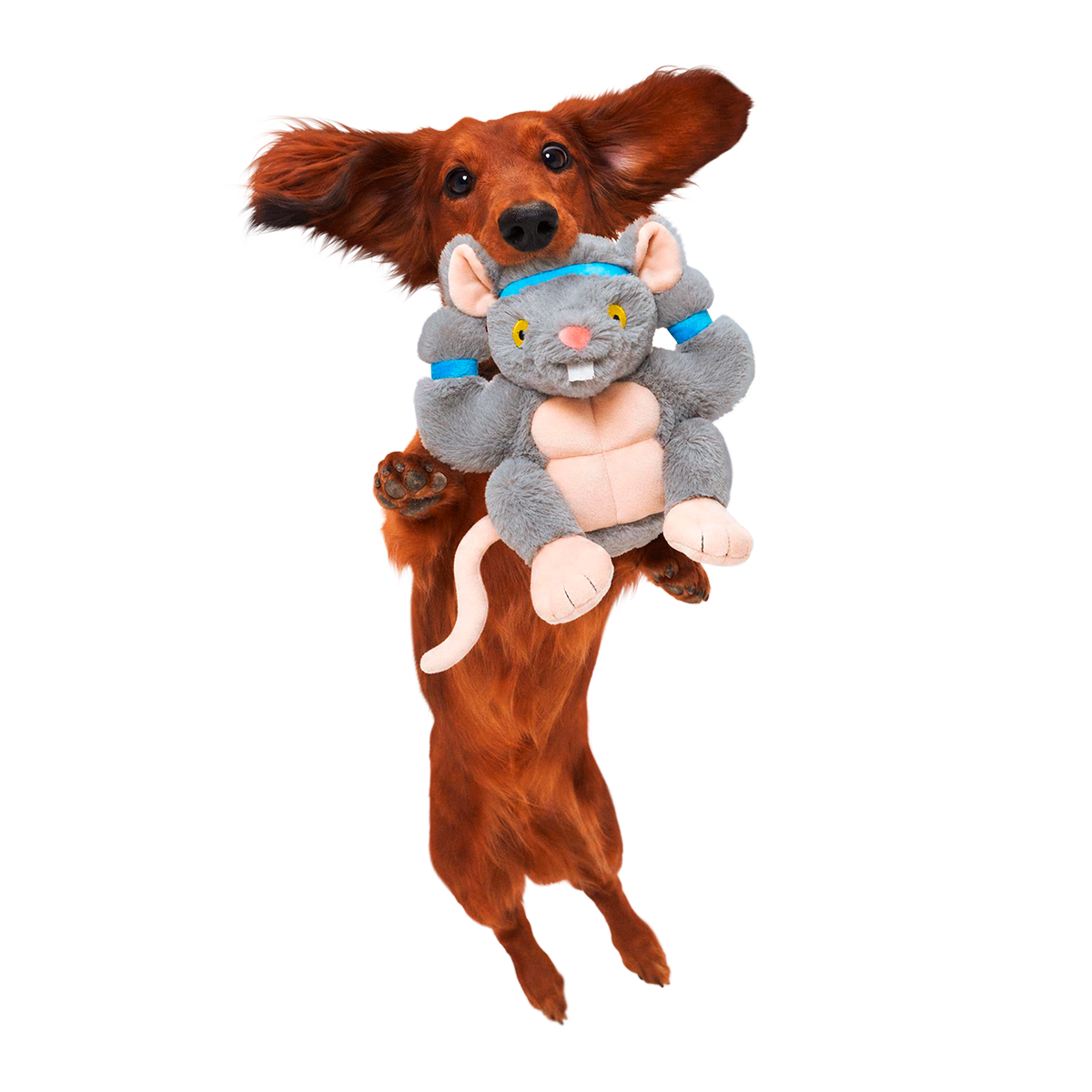 Bodybuilding Brodent Plush Tug Dog Toy
