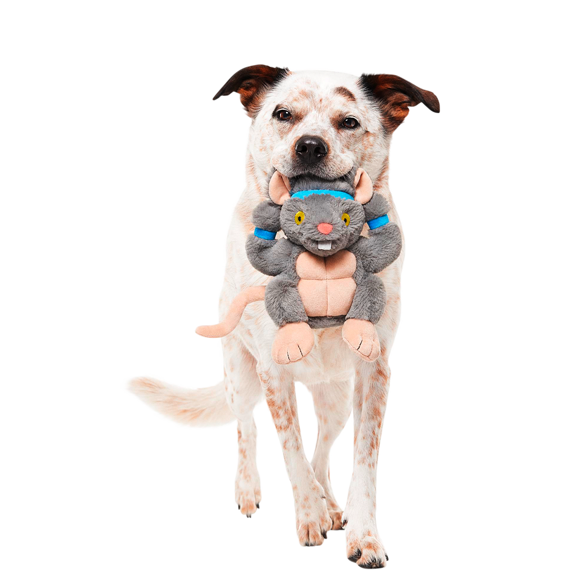 Bodybuilding Brodent Plush Tug Dog Toy
