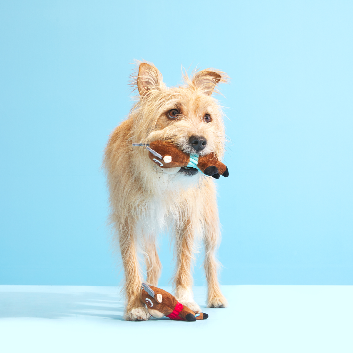 Ruby & Scarlet Plush Multi-Part Dog Toy