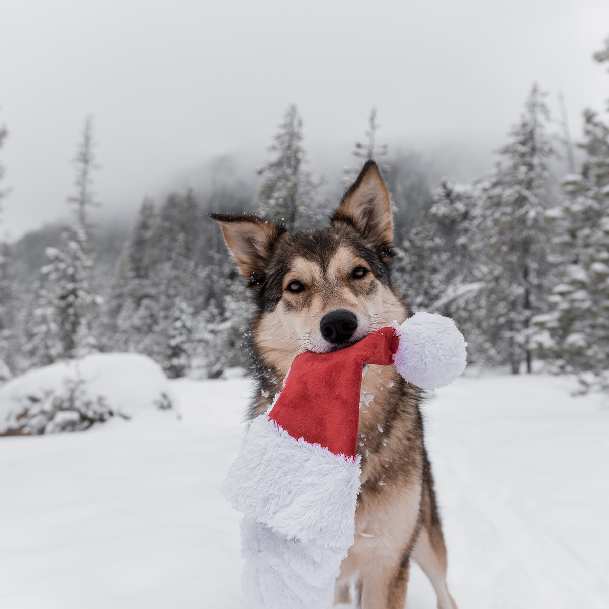 Here Comes Santa Paws Plush Dog Toy