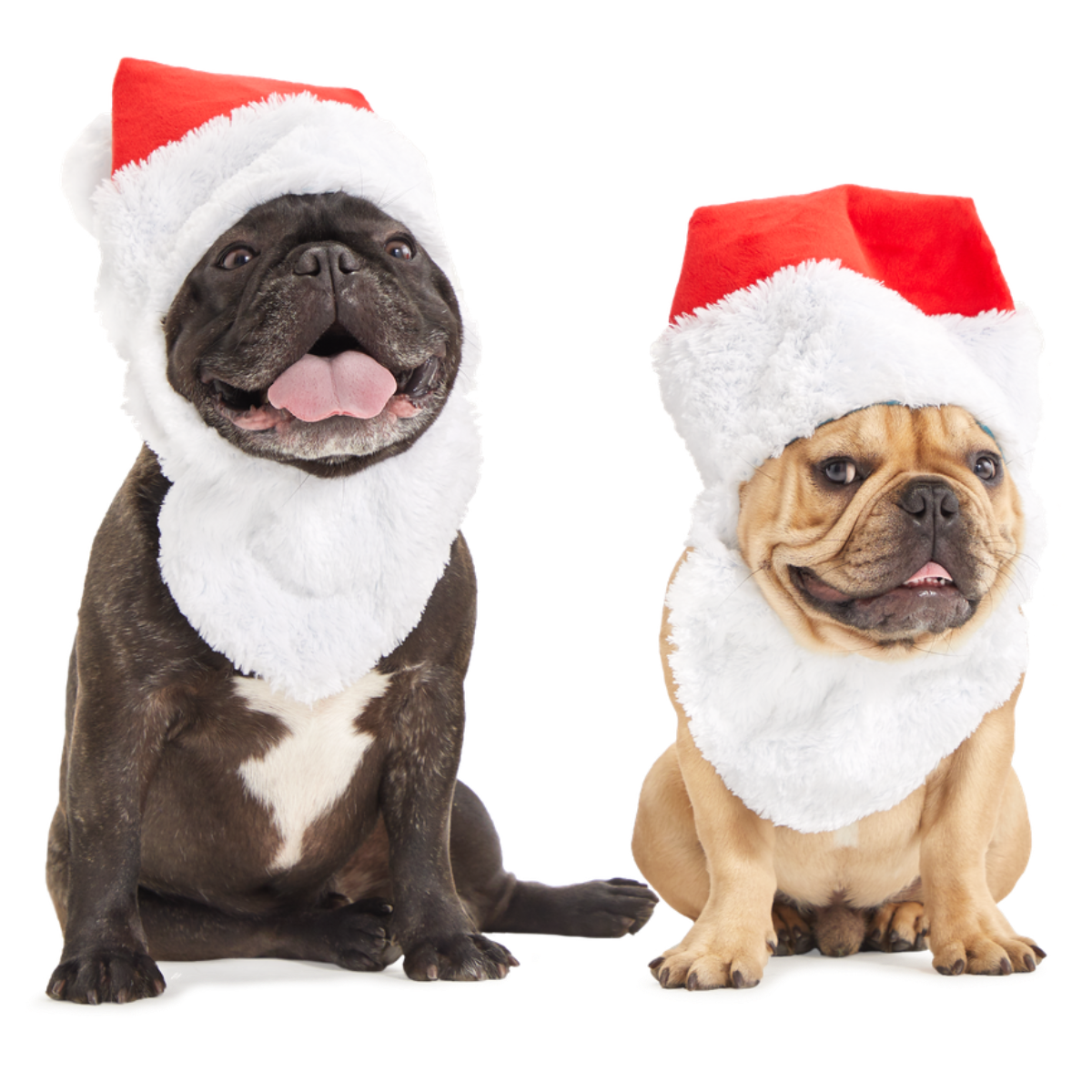 Here Comes Santa Paws Plush Dog Toy