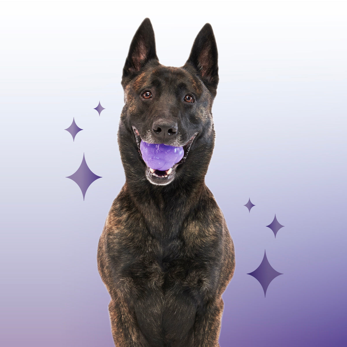 Crystal of the Month Club, Super Chewer Durable Monthly Dog Toys