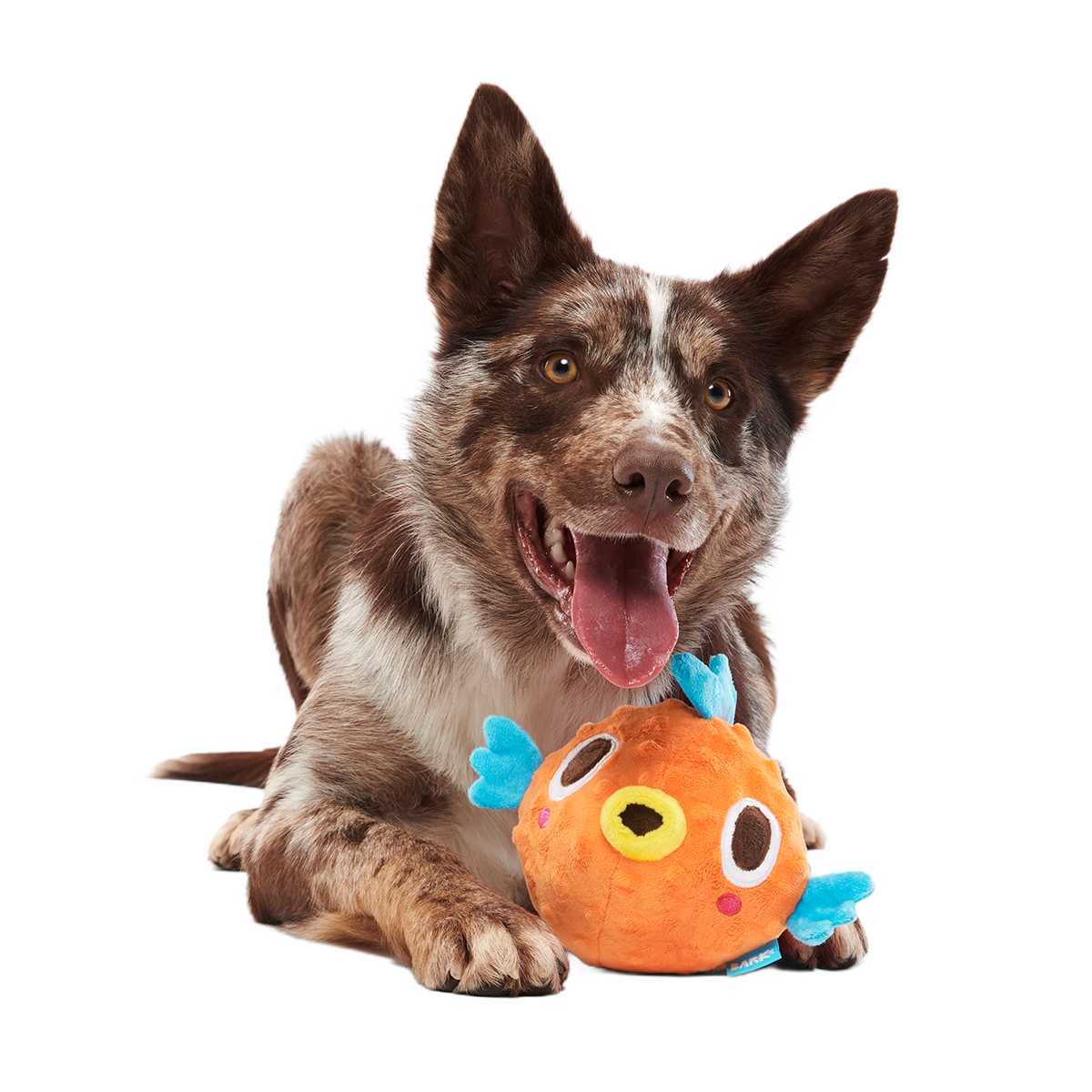 Air Head Plush 2-in-1 + Fetch Dog Toy