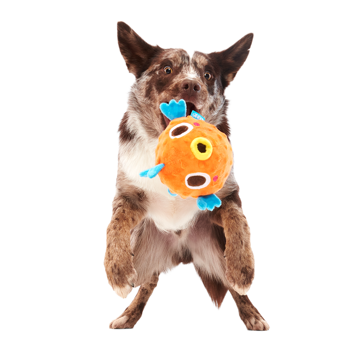 Air Head Plush 2-in-1 + Fetch Dog Toy