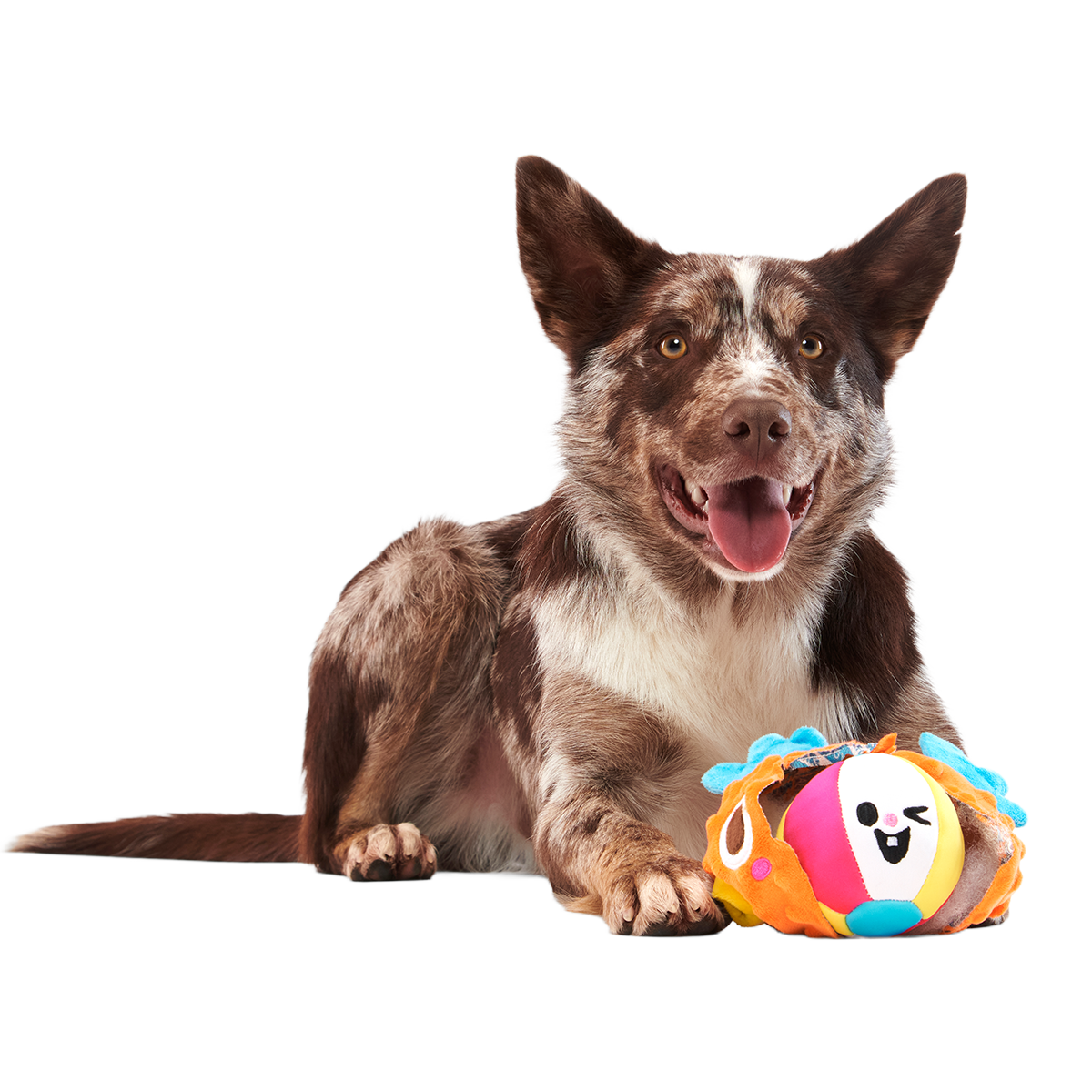 Air Head Plush 2-in-1 + Fetch Dog Toy