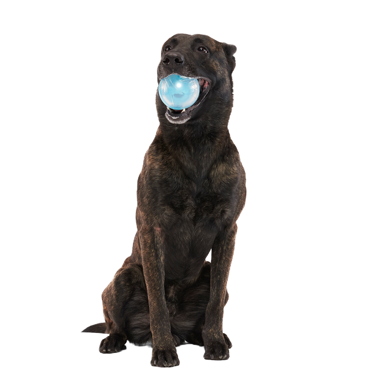 Apex Puzzler Super Chewer Durable Enrichment + Fetch Dog Toy