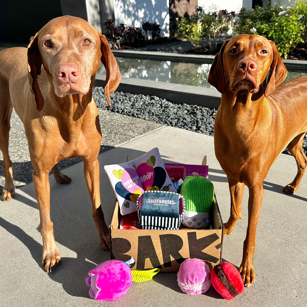 BarkBox Free Double Deluxe Upgrade: BarkBox 12 Month Subscription