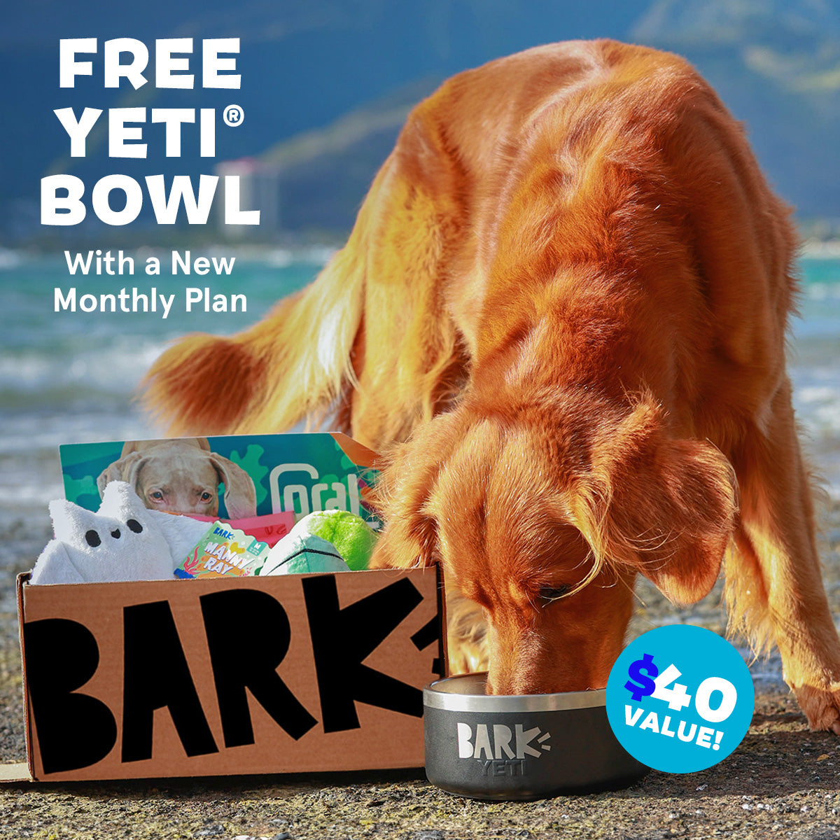 BarkBox + Free Yeti Bowl: 6 Month Subscription