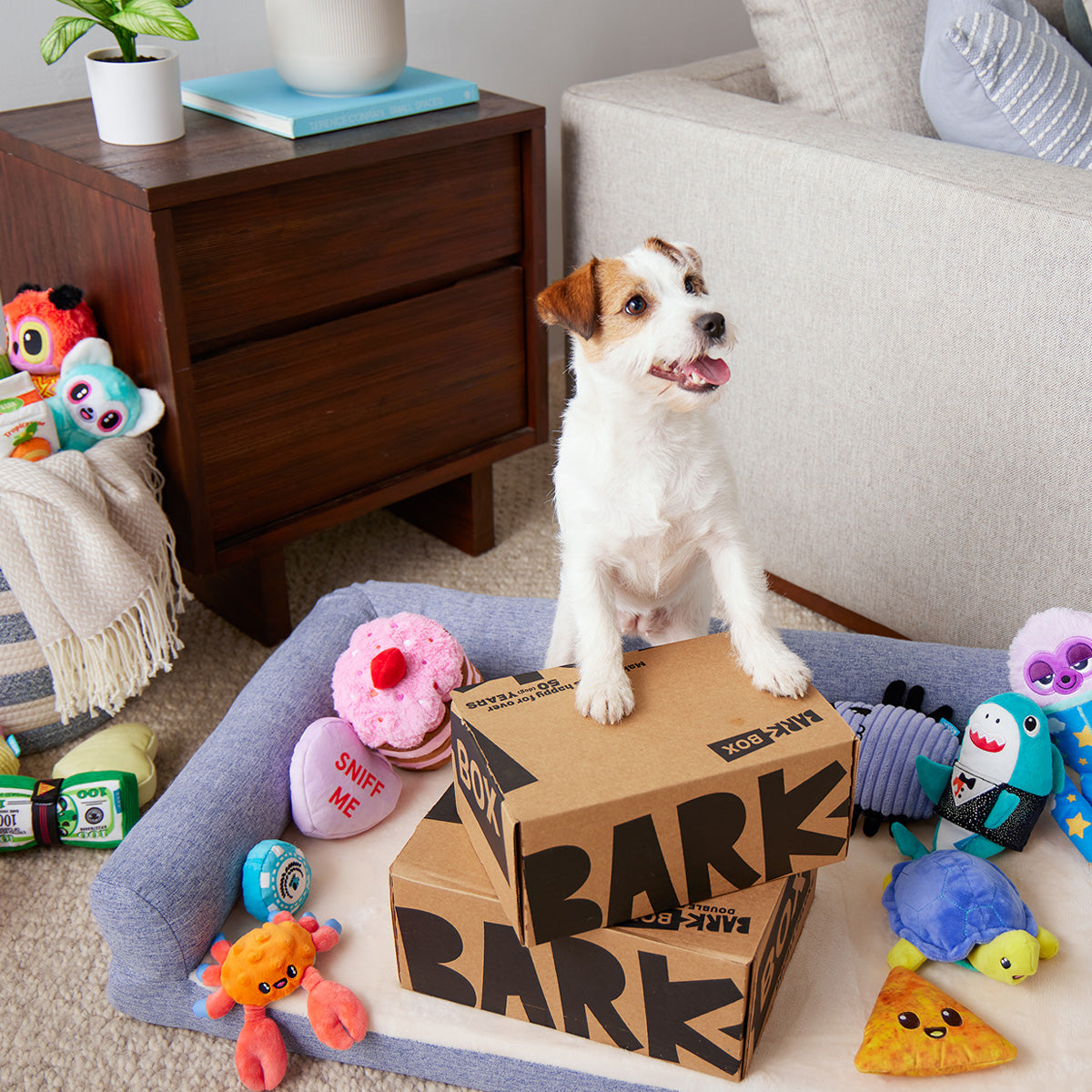 BarkBox + Free Blink Camera: 12 Month Subscription