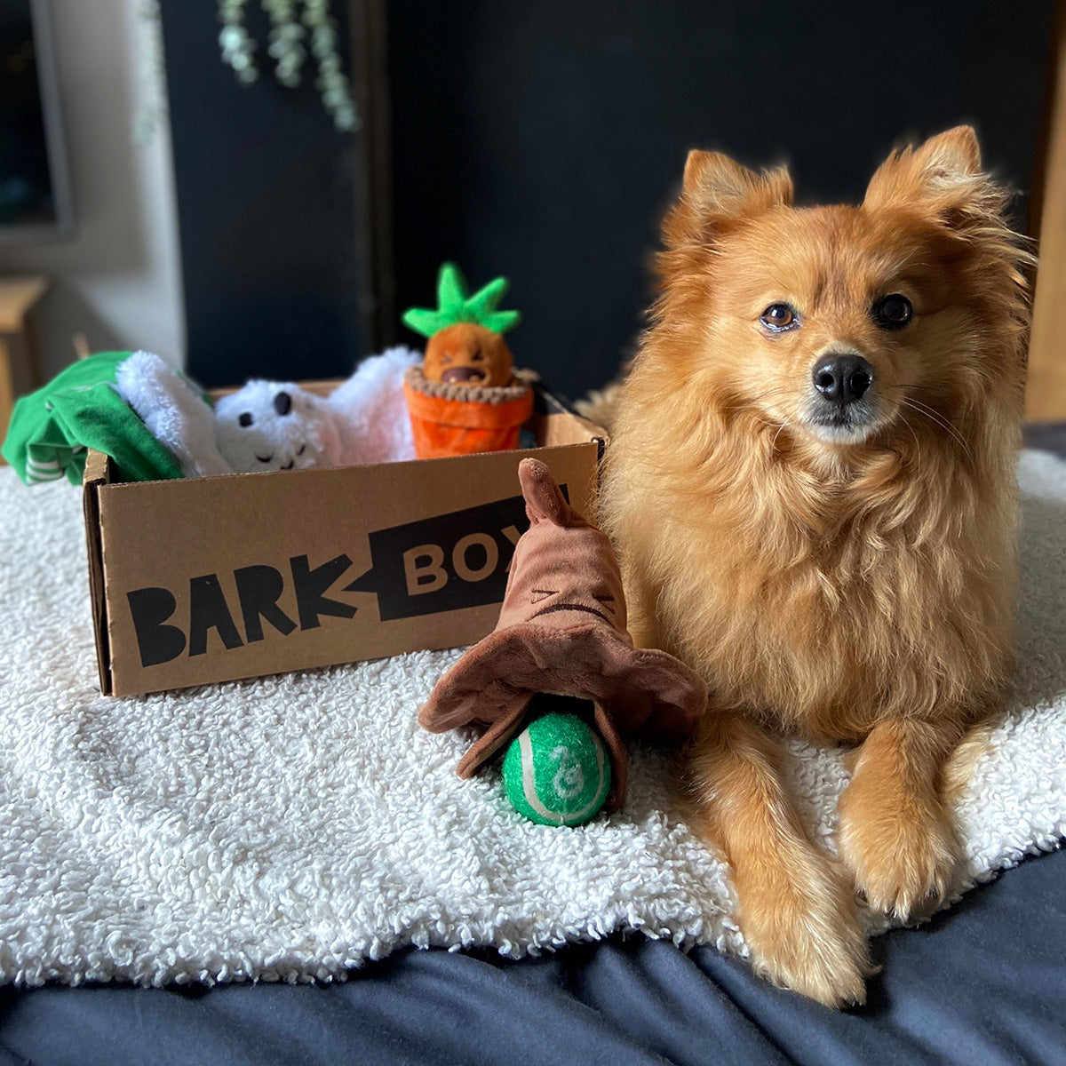 BarkBox + Harry Potter (1 Free Extra Toy): 6 Month Subscription