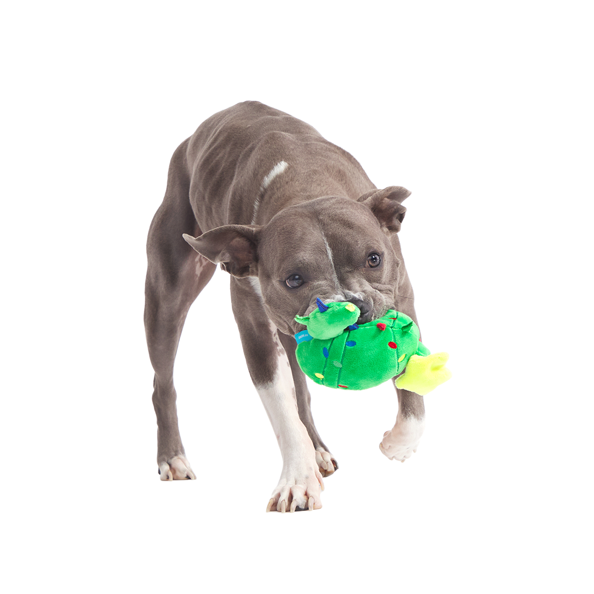 Consuela the Christmas Cactus Plush 2-in-1 + Tug Dog Toy