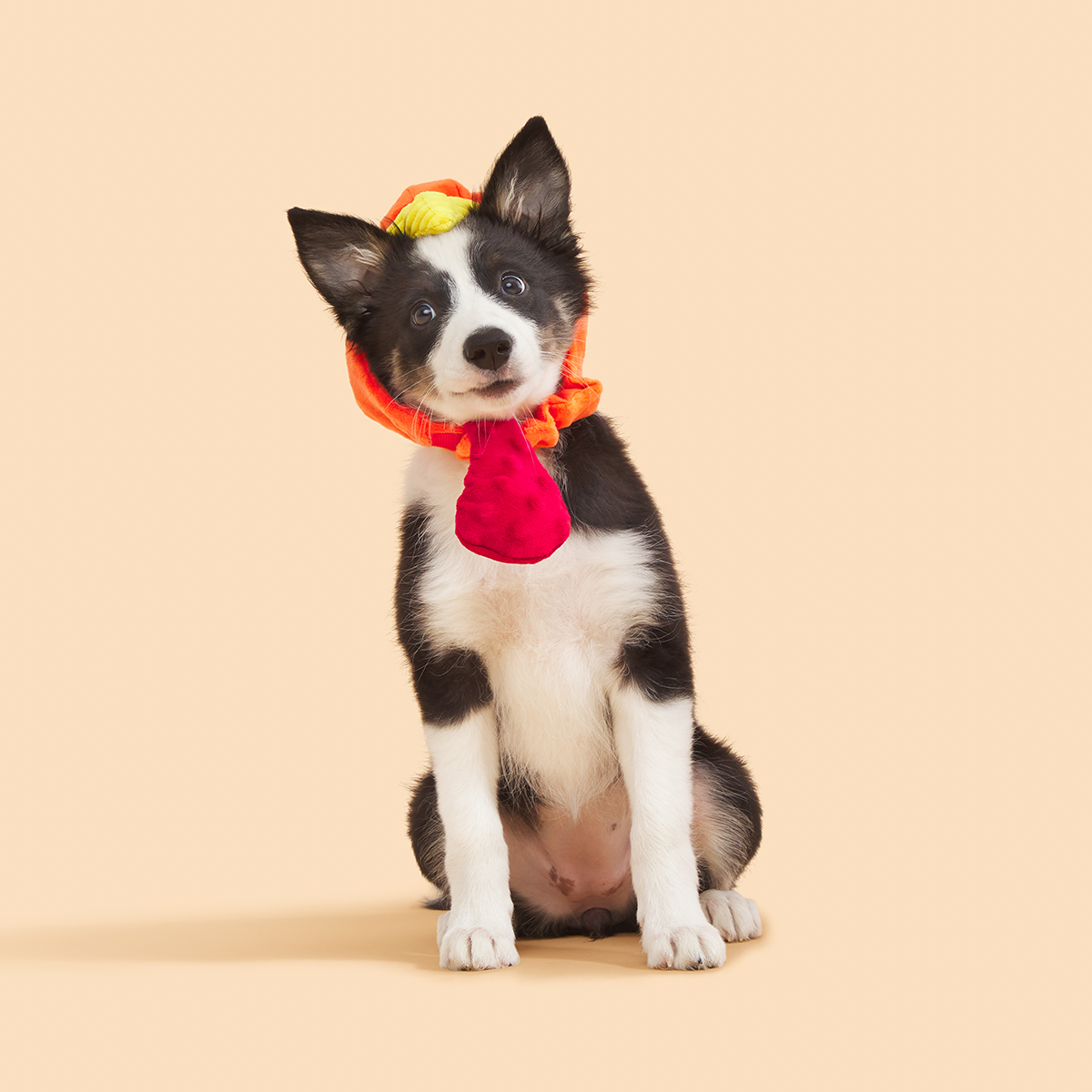 Gobble Head Plush Wearable + Tug Dog Toy