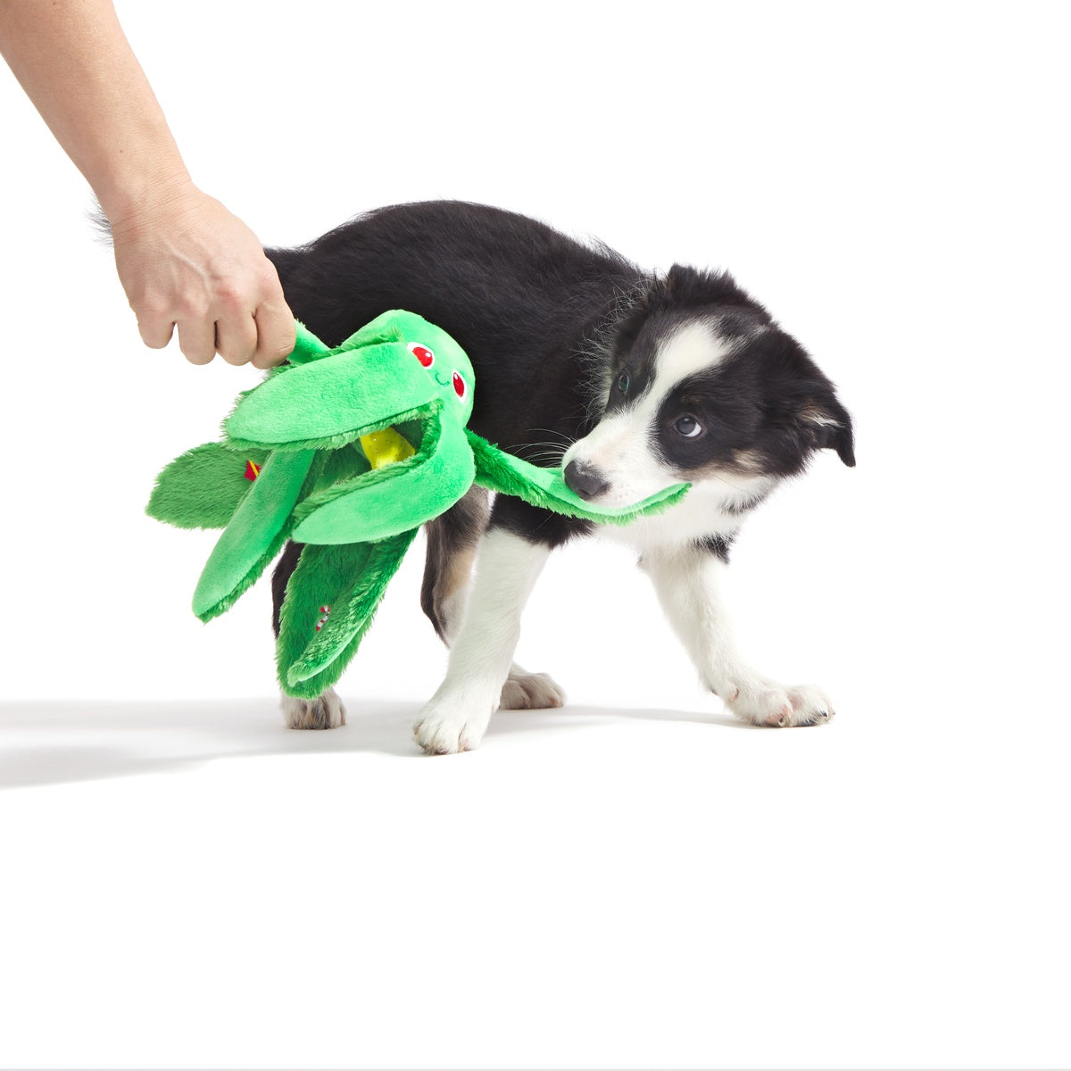 ぬいぐるみ RT-5538010387 Holly Jolly Ollie Plush Tug Dog Toy – BARK