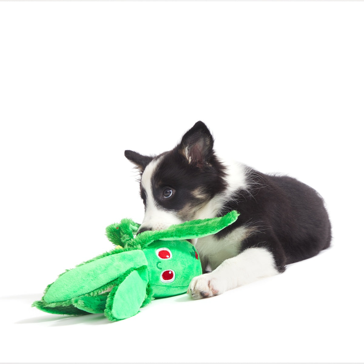 Holly Jolly Ollie Plush Tug Dog Toy – BARK