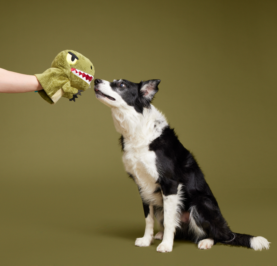 border collie looking at dino toy