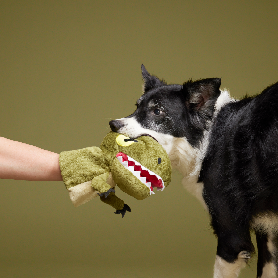 border collie with dino toy