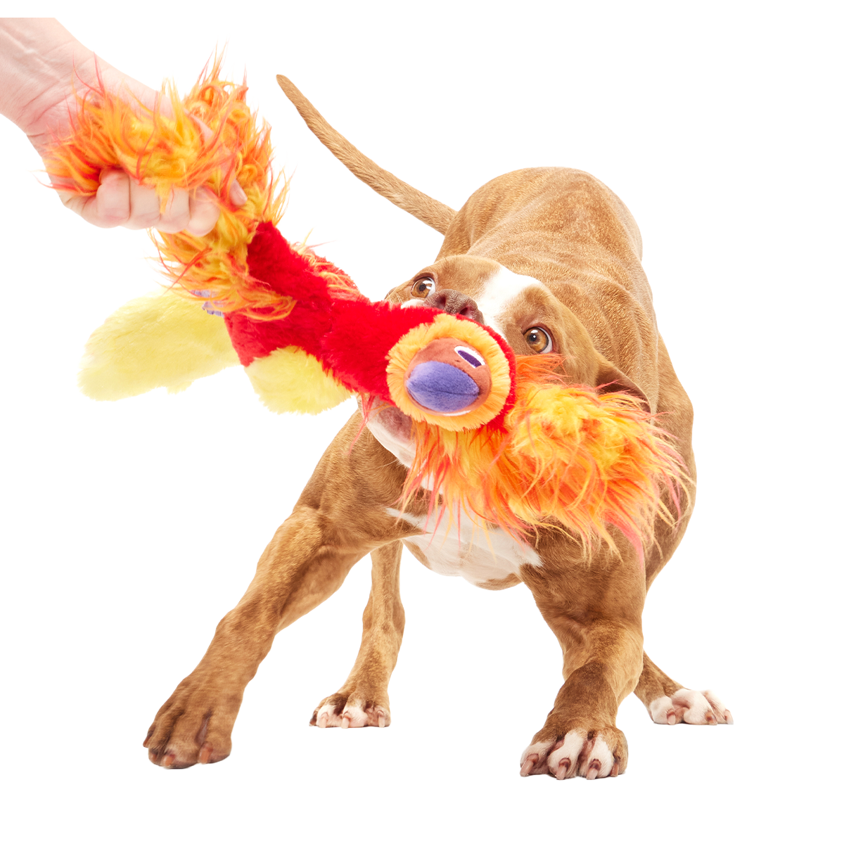 Fawkes™ Plush Tug Dog Toy
