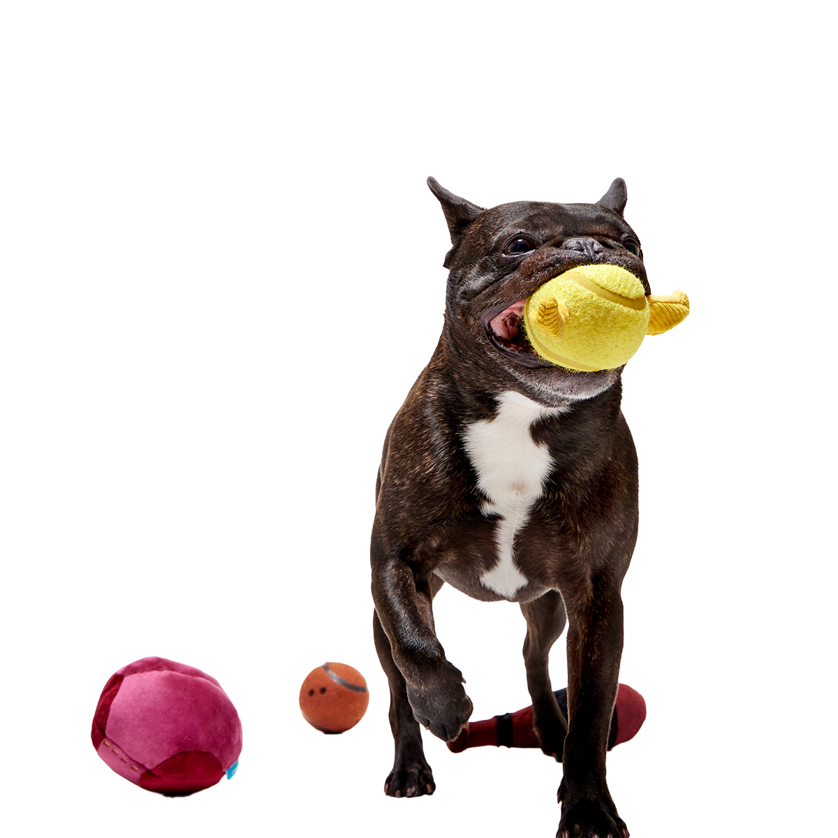 Quidditch™ Equipment Pack Plush Multi-Part + Fetch Dog Toy