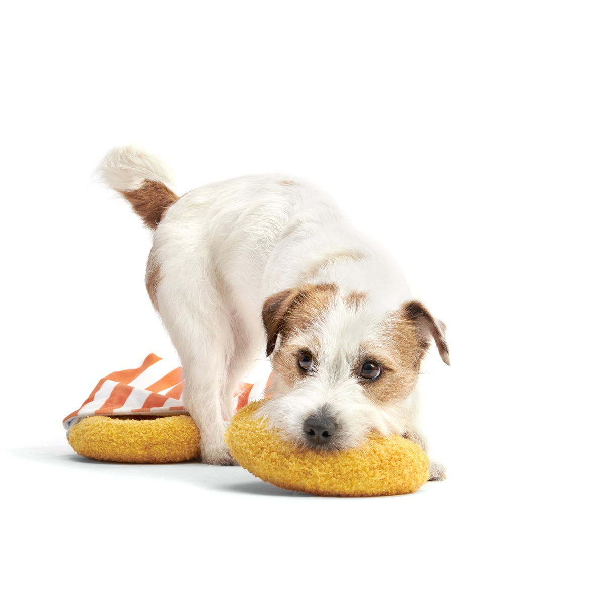 Yapple Cider Domutts