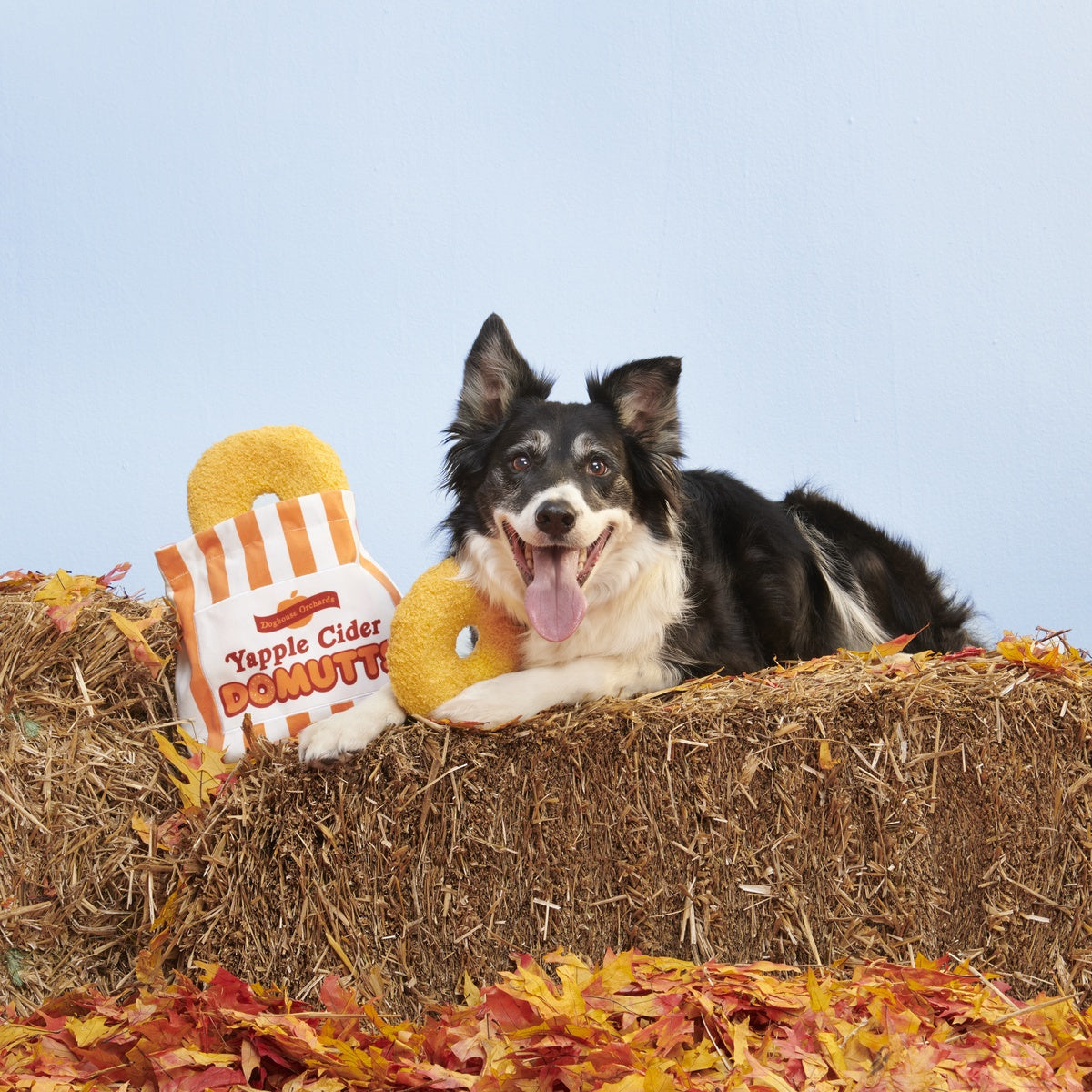 Yapple Cider Domutts
