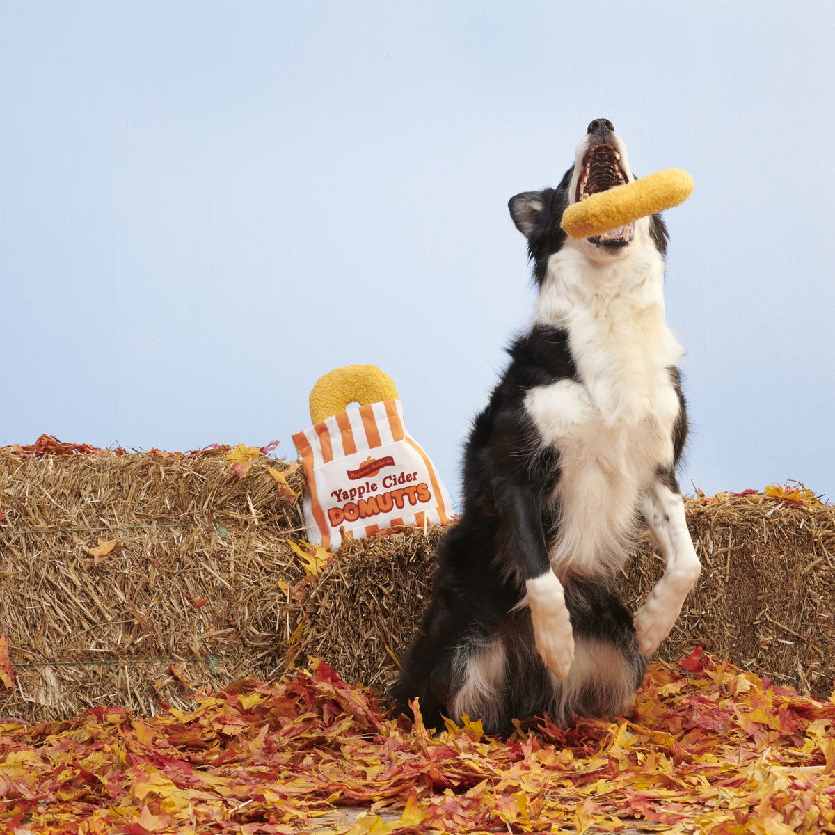 Yapple Cider Domutts