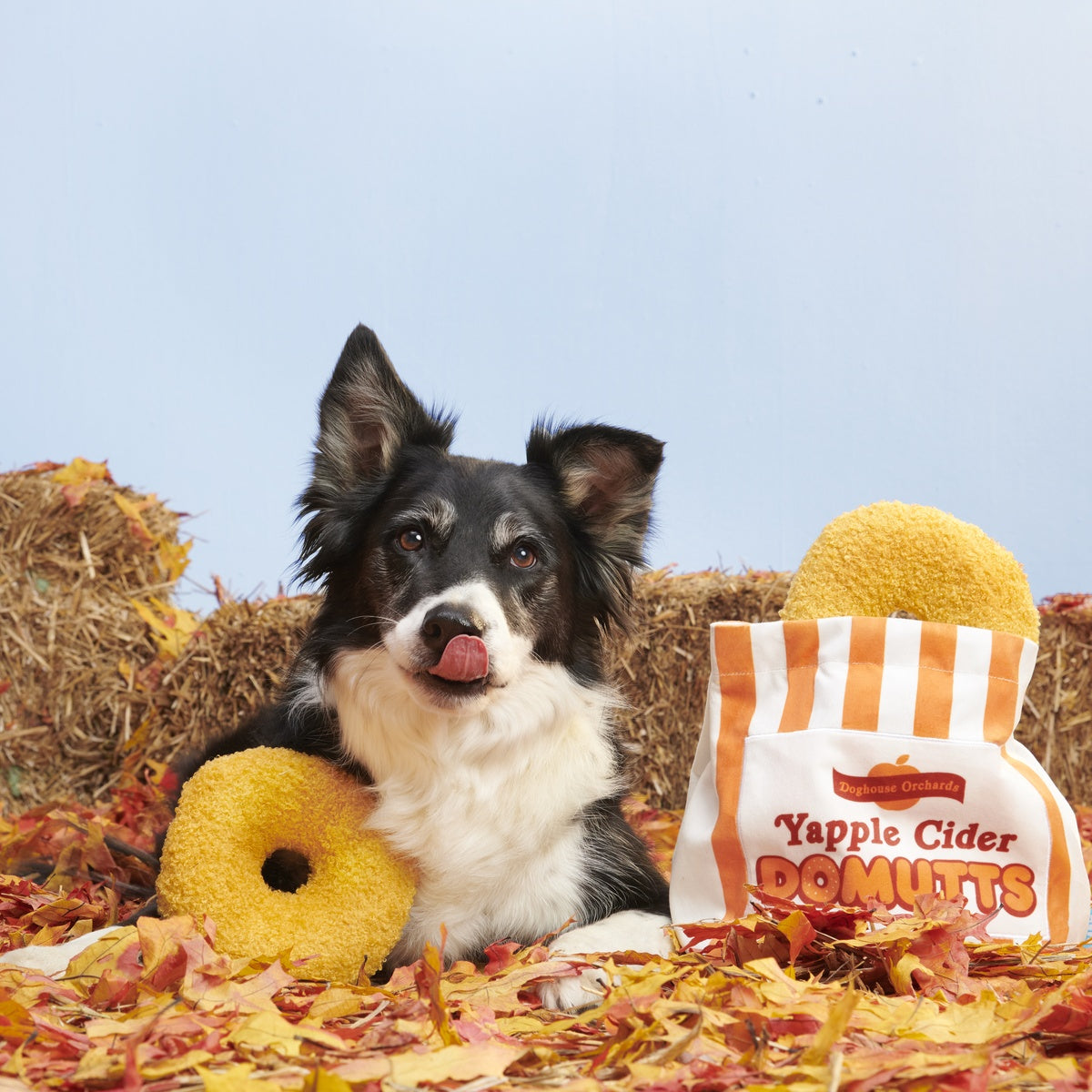 Yapple Cider Domutts