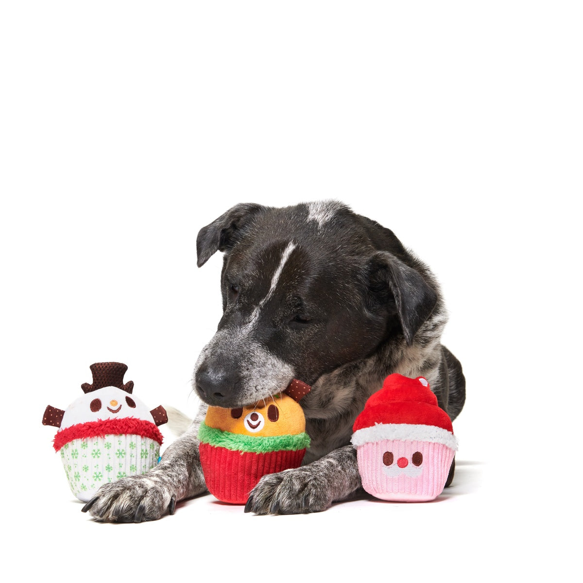 Merry Cupcakes Plush Multi-Part Dog Toy – BARK