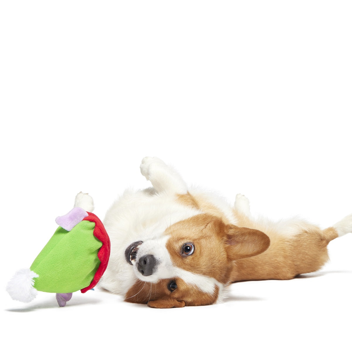 Santa's Little Yelper