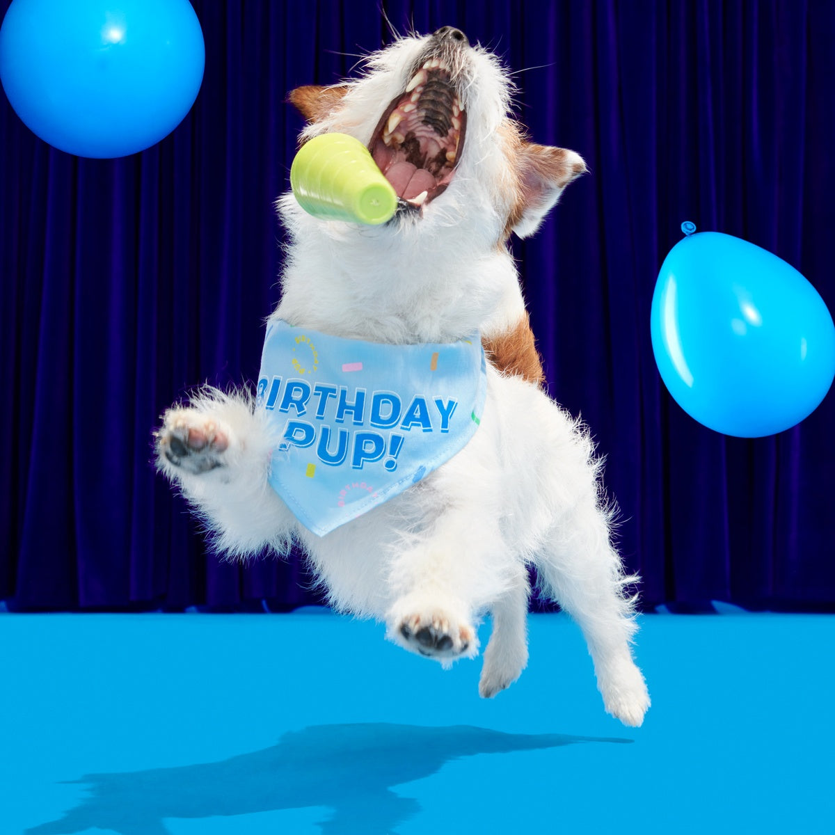 BOX-ATB_BIRTHDAY-BANDANA_211454_XS-S_2292_cropped#Size_S/M