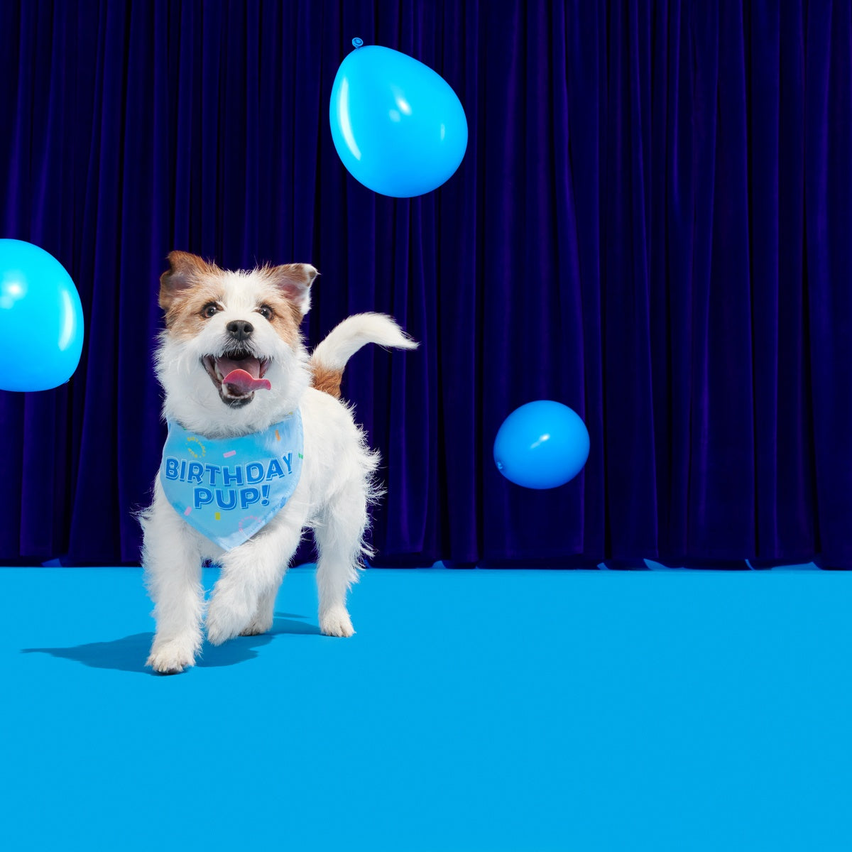 BOX-ATB_BIRTHDAY-BANDANA_211454_XS-S_2355_cropped#Size_S/M