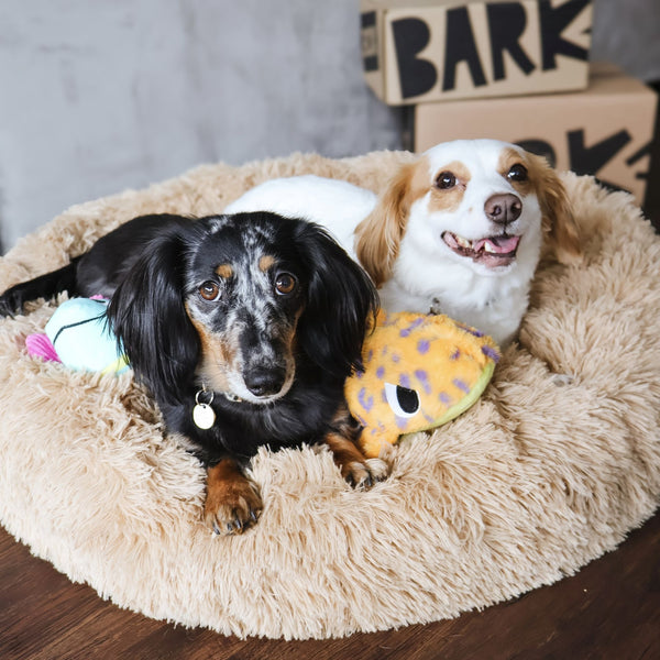 Treats, Toys & A Bonus Bed