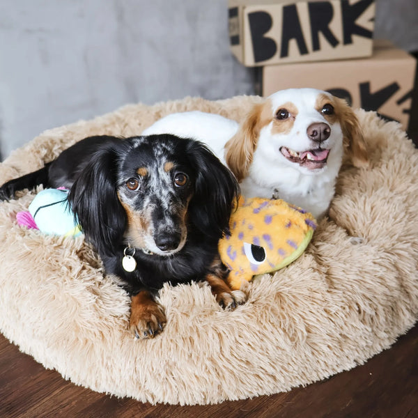 Treats, Toys & A Bonus Bed
