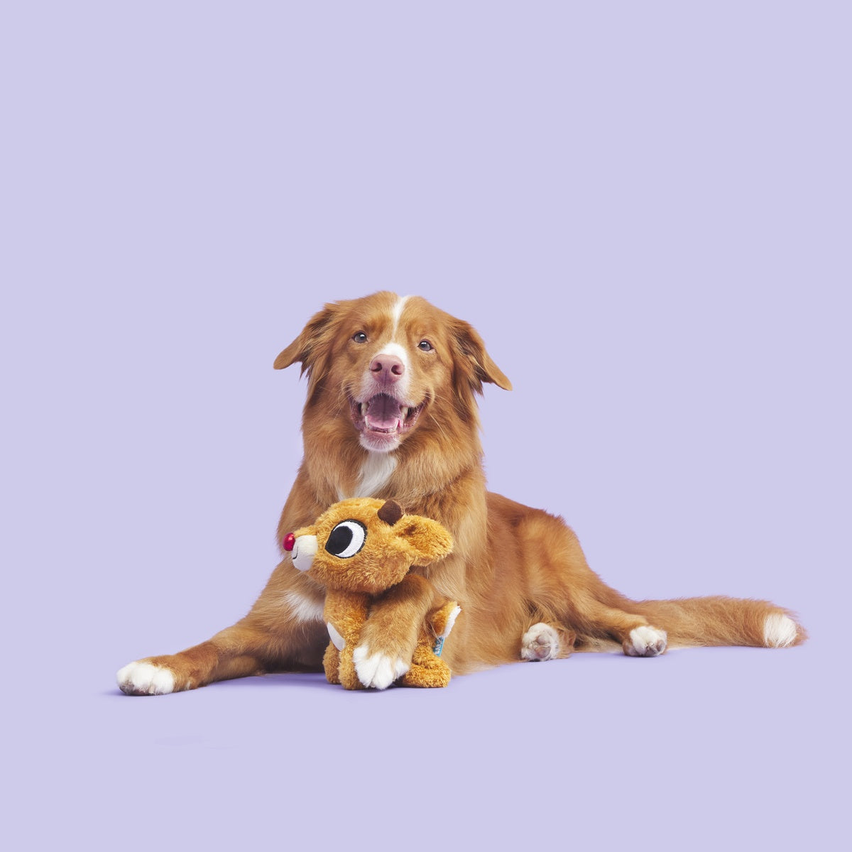 Rudolph the Red-Nosed Reindeer® Plush Tug Dog Toy – BARK