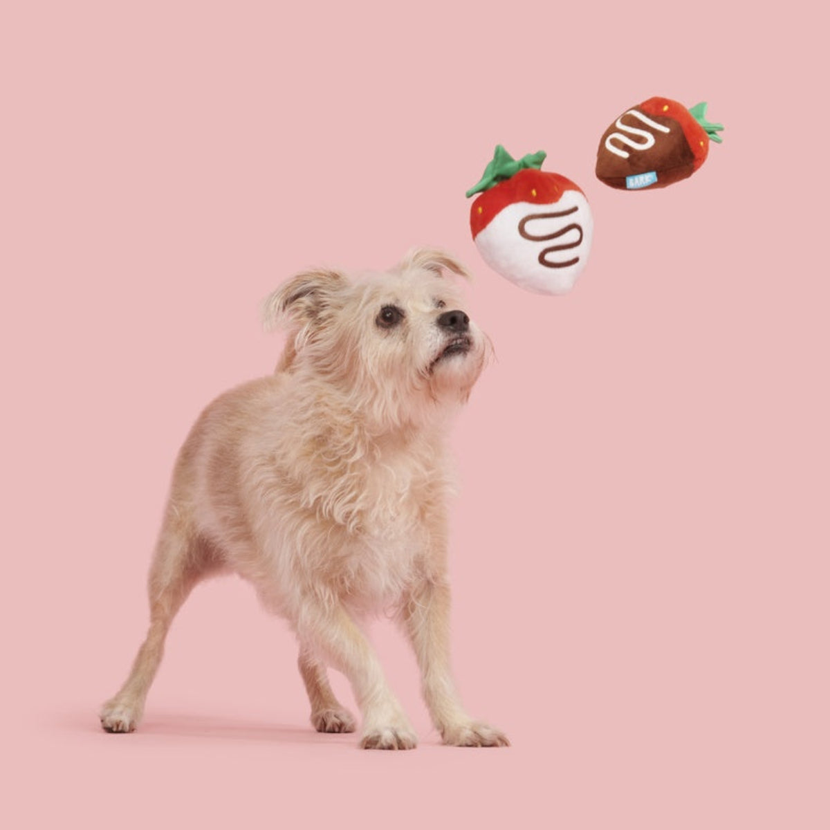 Chocolick Strawberries