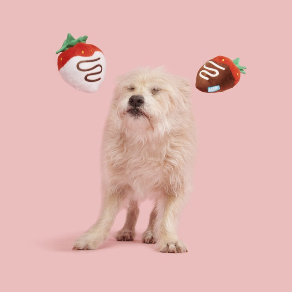 Chocolick Strawberries Plush Multi-Part Dog Toy – BARK