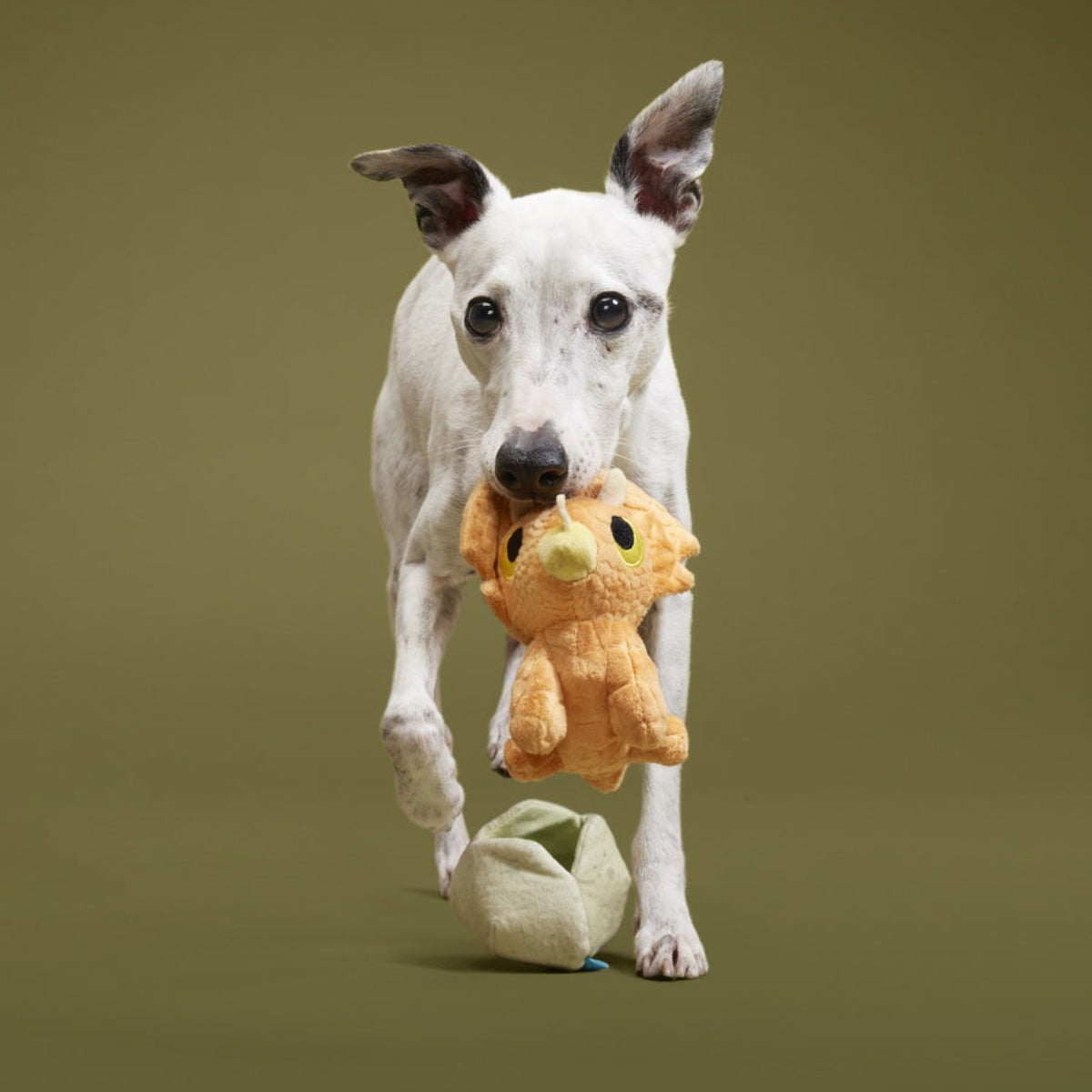 Baby Triceratops Plush Multi-Part + Enrichment Dog Toy – BARK