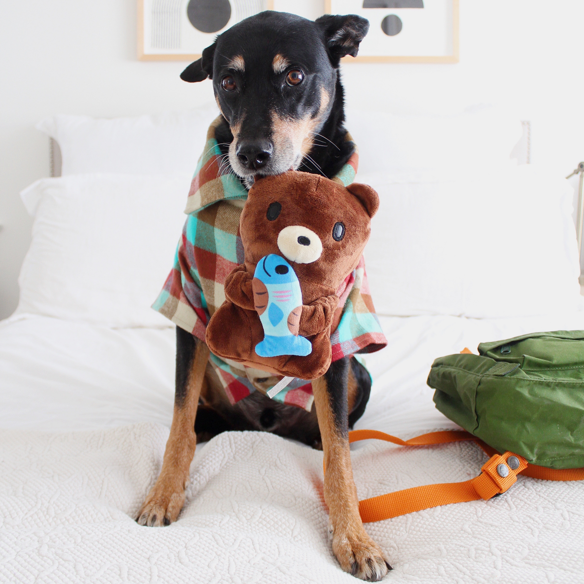 Izzy the Grizzly & Sal Plush Tug Dog Toy – BARK