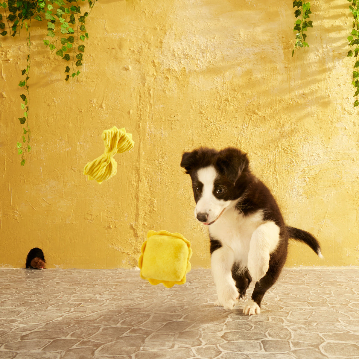 Mutto Bene Pasta – BARK