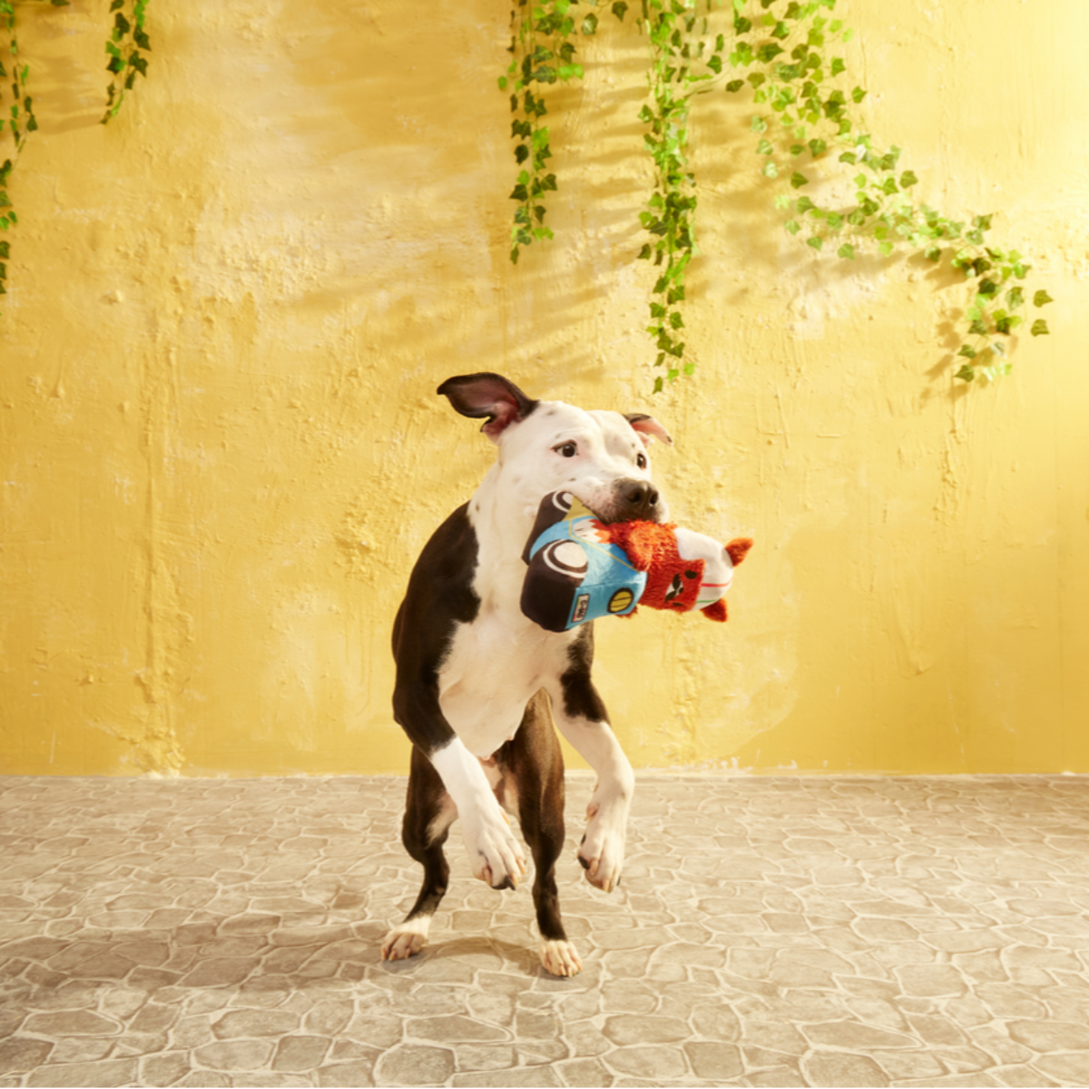 Buona Squirrela Plush Tug Dog Toy
