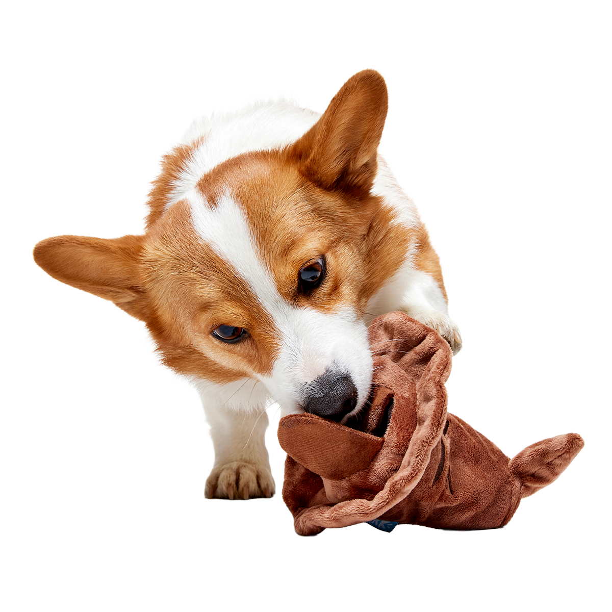 The Sorting Hat™ Plush 2-in-1 + Fetch Dog Toy