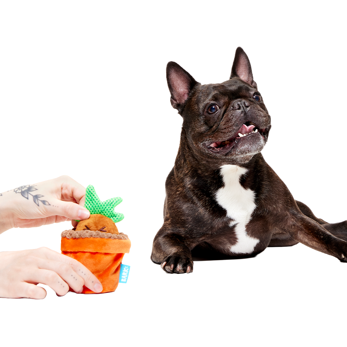 Mandrake™ Plush Tug + Multi-Part Dog Toy